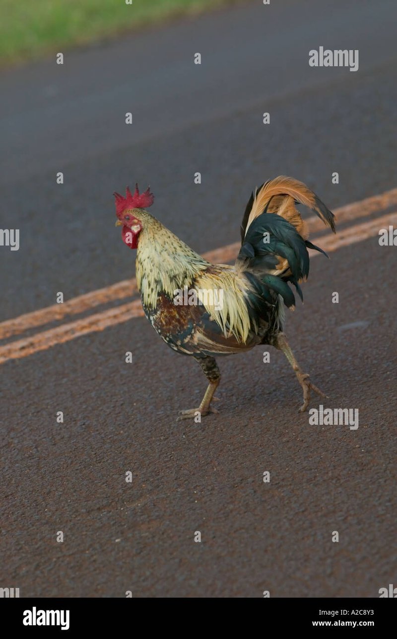 A look at chicken road casino